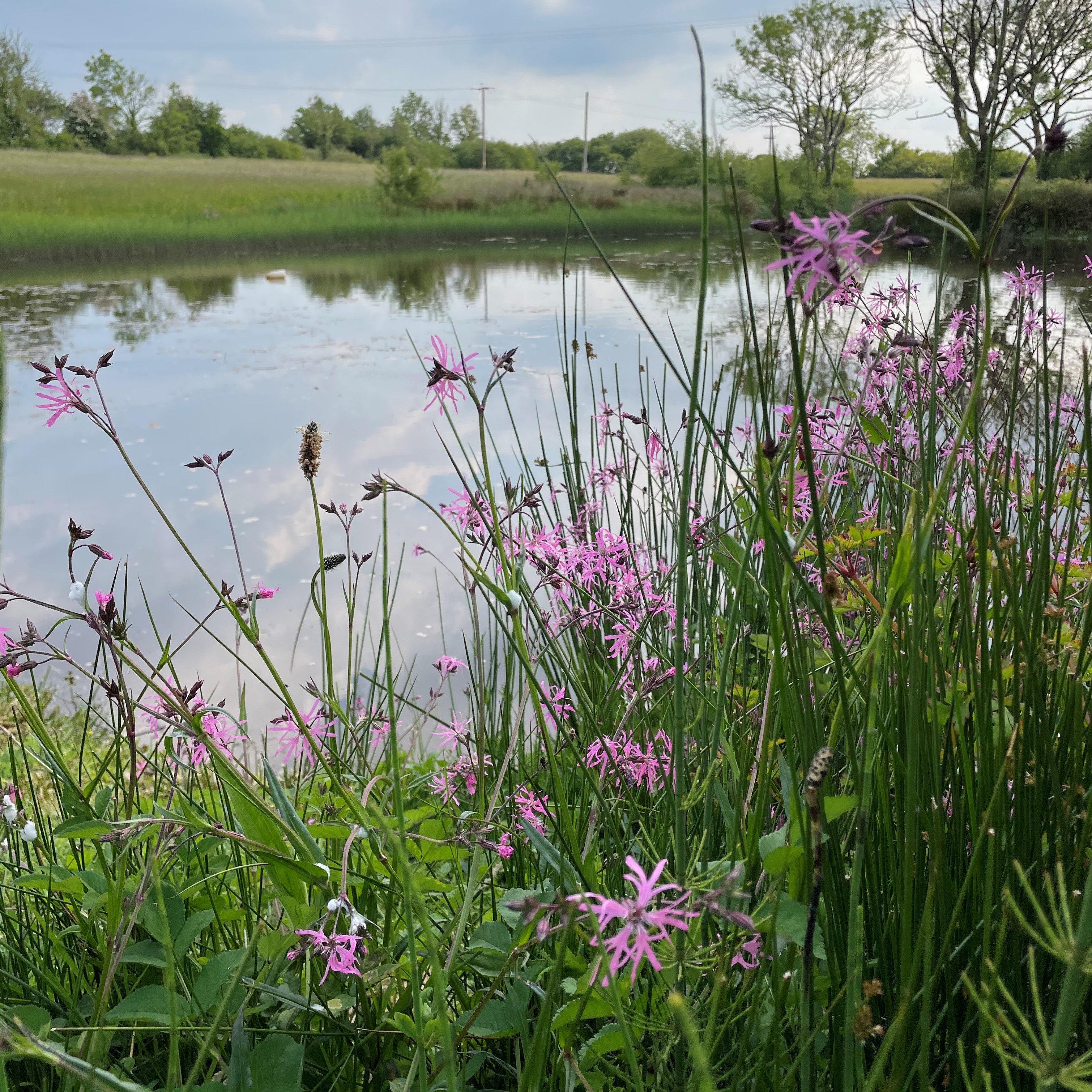 Ragged Robin Pond Edge Wildflower Seeds